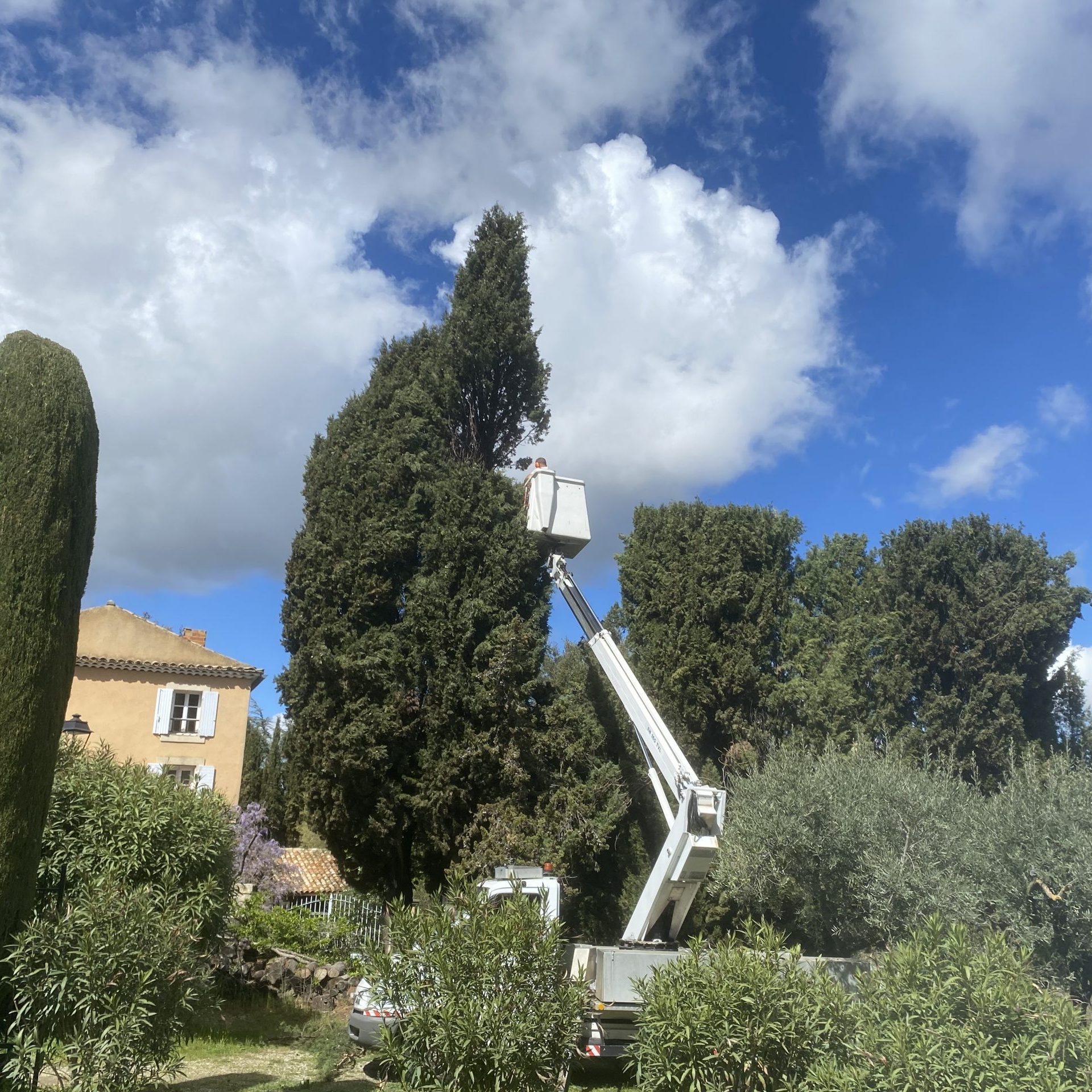 Abattage-Molinas-5